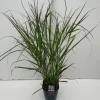 Vaste Planten|Ecocheques|ohgreen Panicum virgatum Squaw ( Parelgierst )