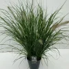 Vaste Planten|Ecocheques|ohgreen Pennisetum alopecuroides Hameln (Lampenpoetsersgras)