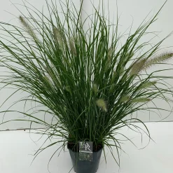 Vaste Planten|Ecocheques|ohgreen Pennisetum alopecuroides Hameln (Lampenpoetsersgras)