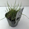 Vaste Planten|Ecocheques|ohgreen Pennisetum alopecuroides Hameln (Lampenpoetsersgras)
