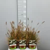 Ecocheques|Vaste Planten|ohgreen Pennisetumalopecuroïdes little