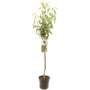 Fruitbomen|Ecocheques|ohgreen Perenboom pyrus communis wildeman halfstam
