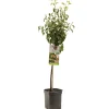 Fruitbomen|Ecocheques|ohgreen Perenboom pyrus communis bonne louise d'avranches laagstam