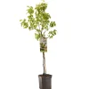 Fruitbomen|Ecocheques|ohgreen Perenboom pyrus communis para dulce laagstam