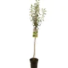 Fruitbomen|Ecocheques|ohgreen Perenboom pyrus communis doyenne comice halfstam