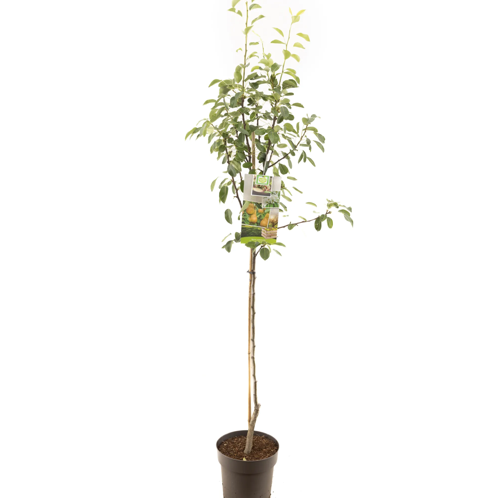 Fruitbomen|Ecocheques|ohgreen Perenboom pyrus communis triomphe de vienne halfstam