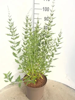 Struiken|Ecocheques|ohgreen Perovskia Blue Spire ( Blauwspirea )