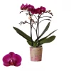 Bloeiende Planten|Ecocheques|ohgreen Phalaenopsis 2 tak 'moreli' paars