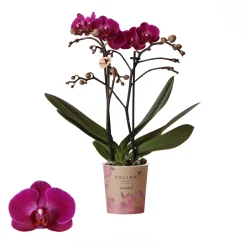 Bloeiende Planten|Ecocheques|ohgreen Phalaenopsis 2 tak 'moreli' paars