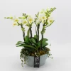 Orchideeën|Ecocheques|ohgreen Phalaenopsis wit in blauw keramiek ( Orchidee )