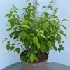 Struiken|Ecocheques|ohgreen Philadelphus Virginal ( Boerenjasmijn )
