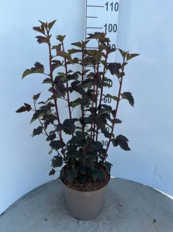 Struiken|Ecocheques|ohgreen Physocarpus opulifolius Diabolo ( Blaasspirea )
