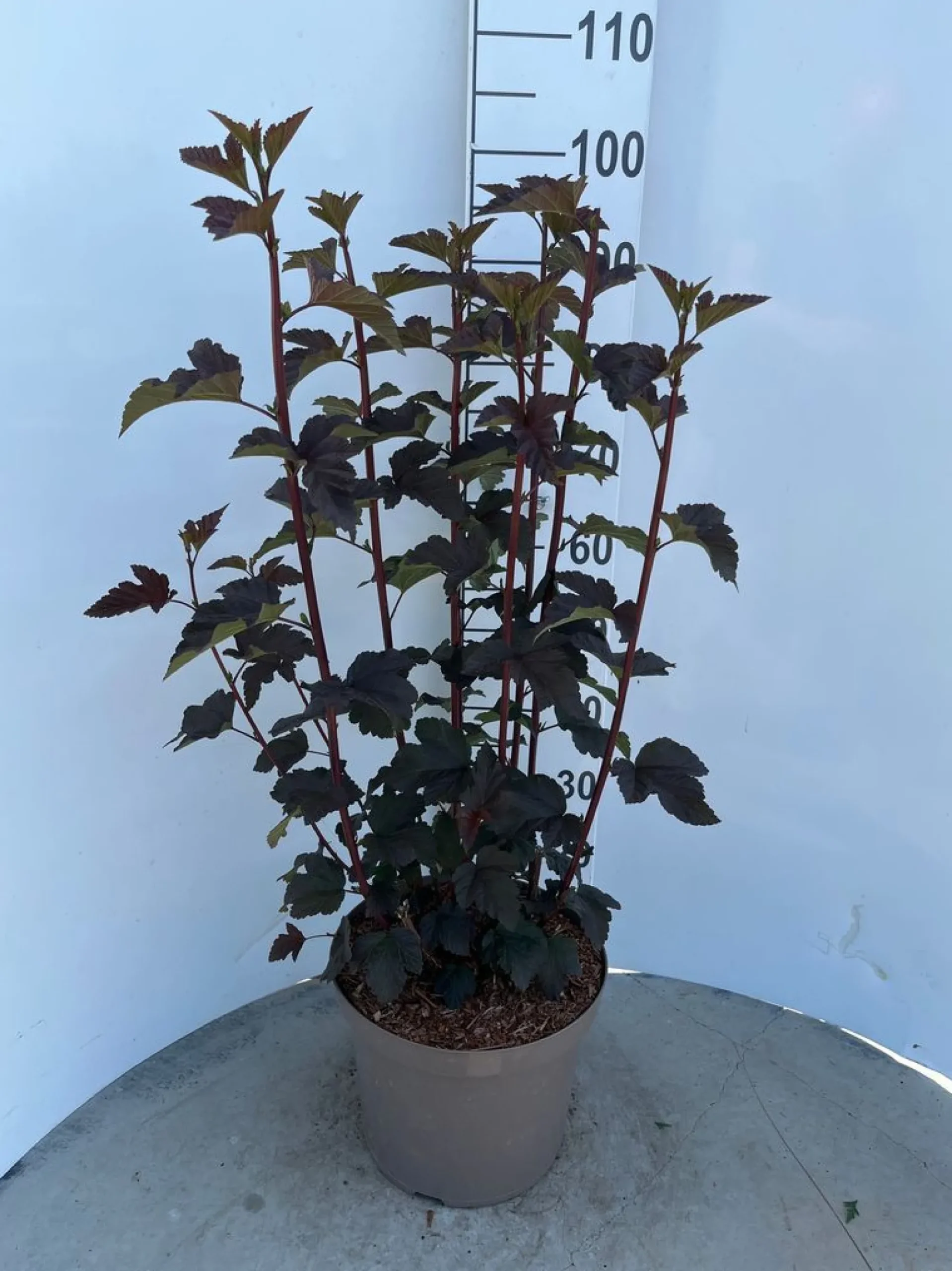 Struiken|Ecocheques|ohgreen Physocarpus opulifolius Diabolo ( Blaasspirea )