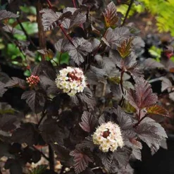 Struiken|Ecocheques|ohgreen Physocarpus opulifolius Diabolo ( Blaasspirea )