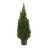 Kerstbomen|Ecocheques|ohgreen Picea glauca 'Perfecta'