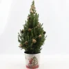 Struiken|Ecocheques|ohgreen Picea glauca Sanders Pine ( Kerstboom )