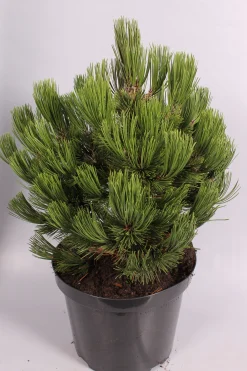 Struiken|Ecocheques|ohgreen Pinus heldreichii Compact ( Bosnische Pijnboom )