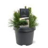 Struiken|Ecocheques|ohgreen Pinus mugo 'Pumilio'