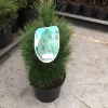 Struiken|Ecocheques|ohgreen Pinus nigra Green Tower ( Zwarte den of Oostenrijkse den )