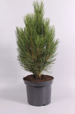 Struiken|Ecocheques|ohgreen Pinus nigra Pyramidalis ( Zwarte den )