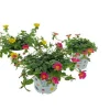 Voorjaar|Ecocheques|ohgreen Portulaca p12