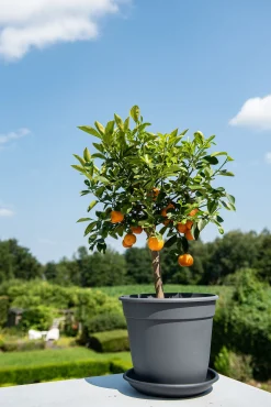 Kunststof|Ecocheques|ohgreen Pot essential 18cm