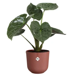 Potten En Vazen|Ecocheques|ohgreen Pot jazz rond 26cm toscaans rood