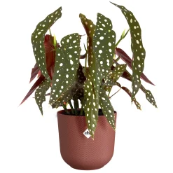 Potten En Vazen|Ecocheques|ohgreen Pot jazz rond 16cm toscaans rood