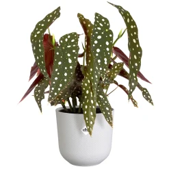Potten En Vazen|Ecocheques|ohgreen Pot jazz rond 14cm zijdewit