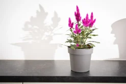 Kunststof|Ecocheques|ohgreen Pot rond happy 14 cm antraciet