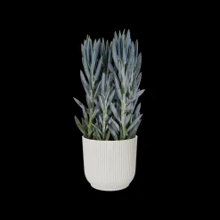 Potten En Vazen|Ecocheques|ohgreen Pot vibes fold 11cm zijdewit