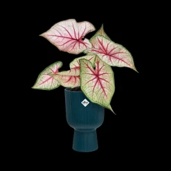 Potten En Vazen|Ecocheques|ohgreen Pot vibes fold coupe 14cm diepblauw