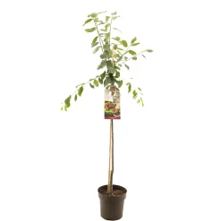 Fruitbomen|Ecocheques|ohgreen Pruimenboom prunus domestica victoria halfstam