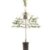 Fruitbomen|Ecocheques|ohgreen Pruimenboom prunus domestica opal leiboom