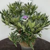 Struiken|Ecocheques|ohgreen Rhododendron hybride 40-50 cm in p23