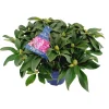 Struiken|Ecocheques|ohgreen Rhododendron xxl p23 h60
