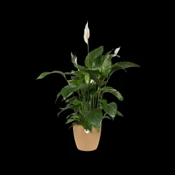 Potten En Vazen|Ecocheques|ohgreen Rond 18cm