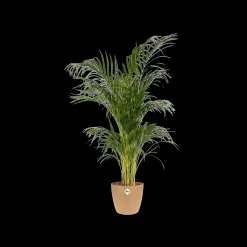 Potten En Vazen|Ecocheques|ohgreen Rond 14cm