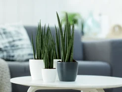 Ecocheques|Potten En Vazen|ohgreen Rond 10,5cm
