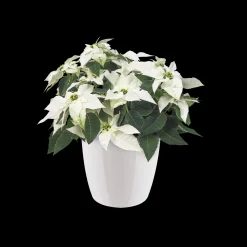 Ecocheques|Potten En Vazen|ohgreen Rond diamond 16cm