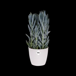 Ecocheques|Potten En Vazen|ohgreen Rond diamond 25cm
