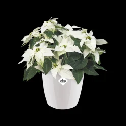Ecocheques|Potten En Vazen|ohgreen Rond diamond 25cm
