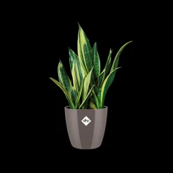 Ecocheques|Potten En Vazen|ohgreen Rond diamond 22cm