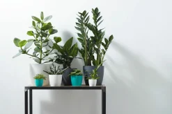 Potten En Vazen|Ecocheques|ohgreen Rond mini 9,5cm