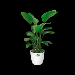 Ecocheques|Potten En Vazen|ohgreen Rond wielen 47cm