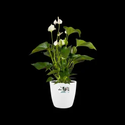 Ecocheques|Potten En Vazen|ohgreen Rond wielen 47cm