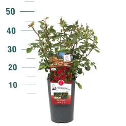 Struiken|Ecocheques|ohgreen Rosa 'Rose Gaujard'