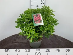 Struiken|Ecocheques|ohgreen Rotsheide p19
