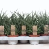 Cactus - Succulent - Sanseveria|Ecocheques|ohgreen Sansevieria ( Vrouwentong )