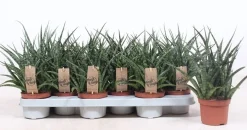 Cactus - Succulent - Sanseveria|Ecocheques|ohgreen Sansevieria ( Vrouwentong )
